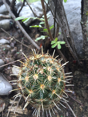 Ancistrocactus scheeri