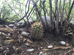 Ancistrocactus scheeri
