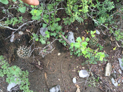 Ancistrocactus scheeri