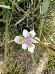 Dietes