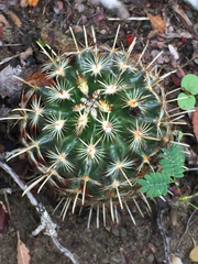 Ancistrocactus scheeri