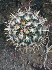 Ancistrocactus scheeri