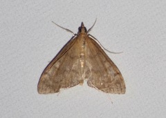 Ostrinia nubilalis