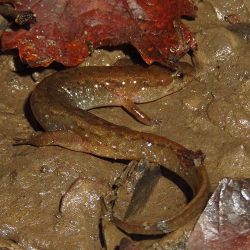 Northern Dusky Salamander