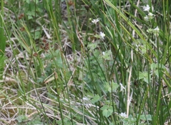Thalictrum sparsiflorum