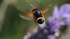 Megachile euzona