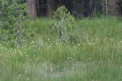 Calliscirpus brachythrix