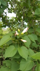 Amphilophium paniculatum