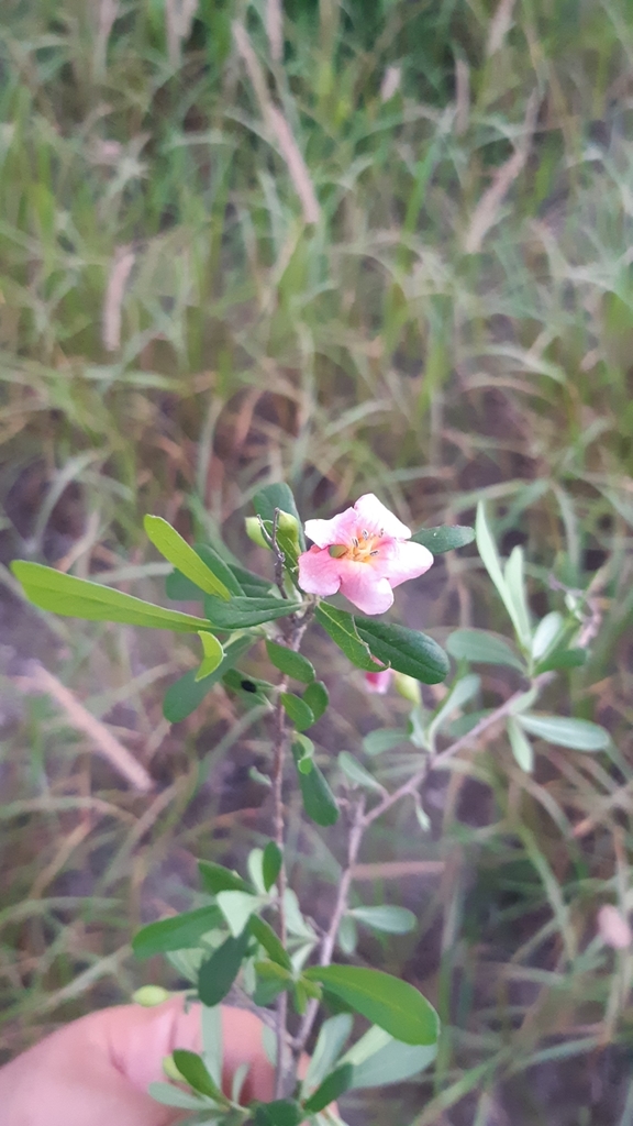 Bourreria ritovegana