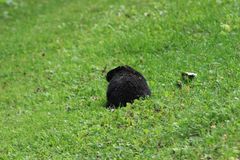 Marmota monax