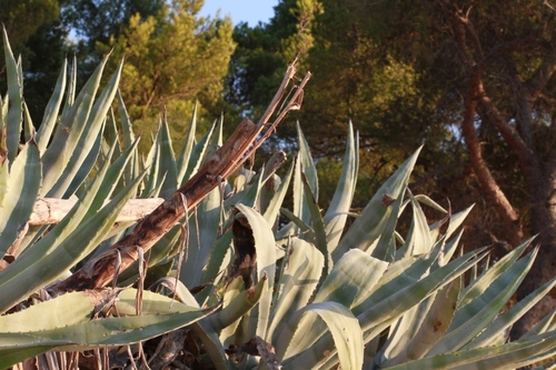 Američka agava (Agave americana)