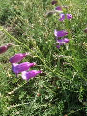 Penstemon amphorellae