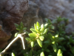Crassula moschata