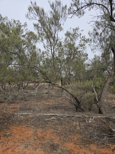 Belah (Casuarina pauper)