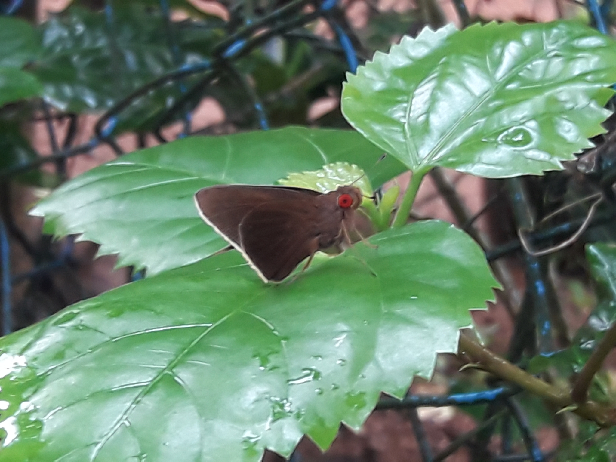 Common Branded Redeye