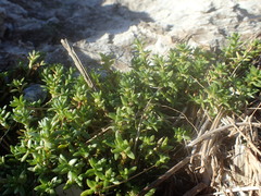 Crassula moschata