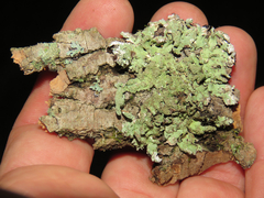 Hypotrachyna showmanii