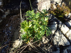 Anisotome lyallii