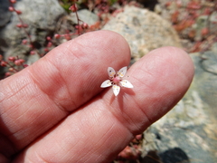 Micranthes bryophora