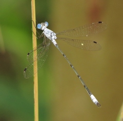 Lestes sigma