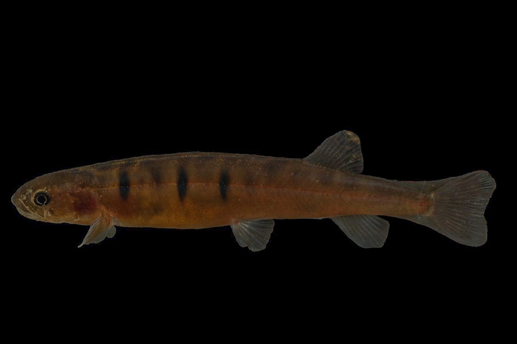 Barred Galaxias