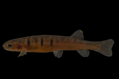 Barred Galaxias photo 1