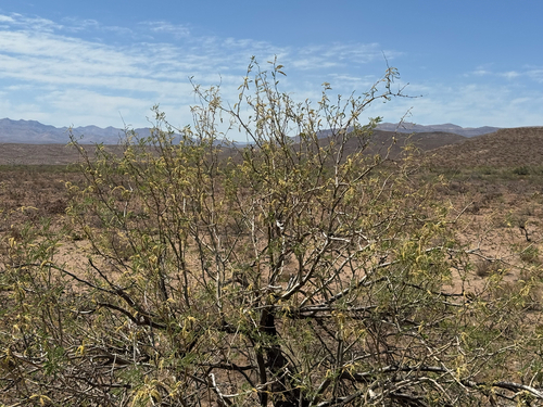 Prosopis velutina