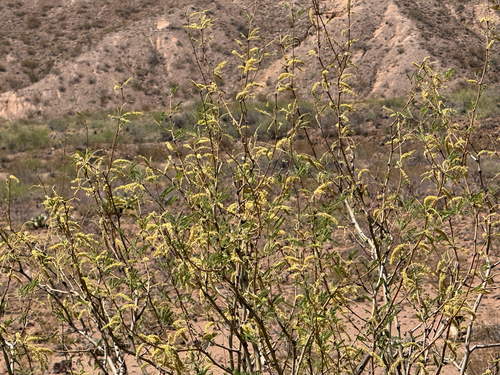 Prosopis velutina