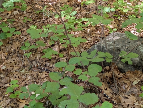 iNaturalist observation photo of California Mountain Kingsnake