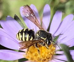 Paranthidium jugatorium