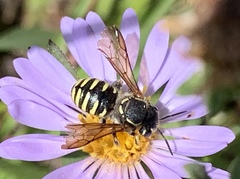 Paranthidium jugatorium