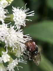 Copestylum vesicularium