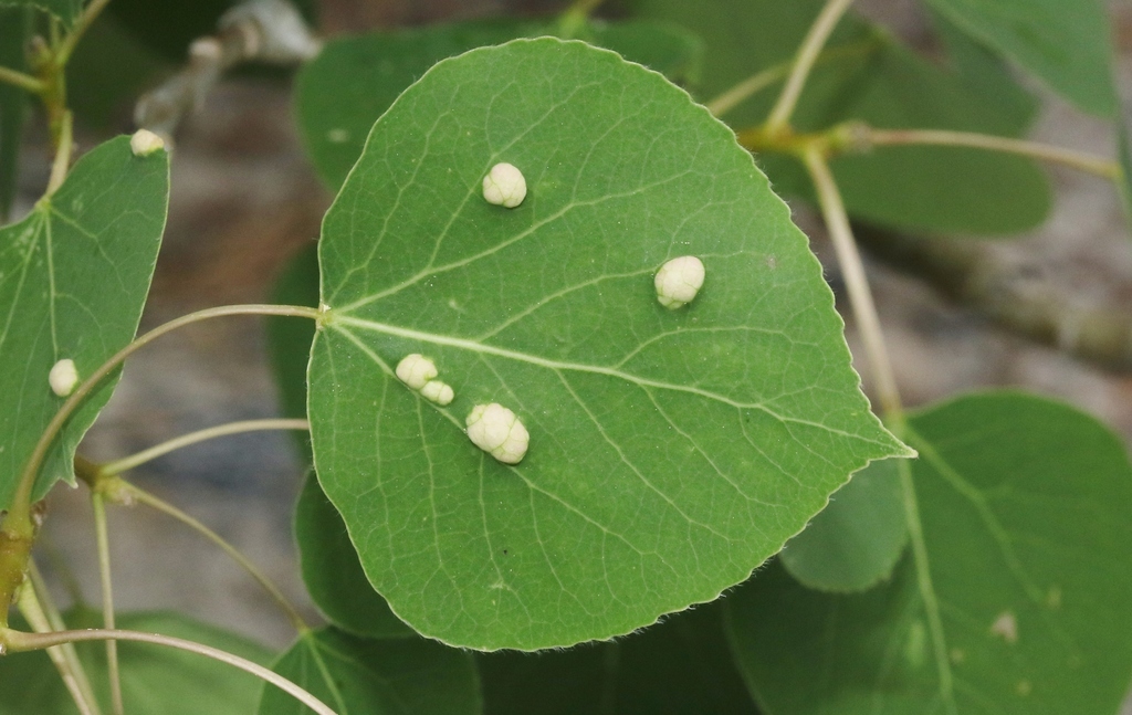 Phyllocoptes