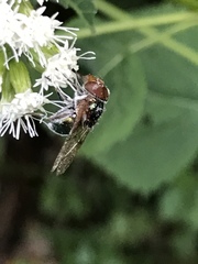 Copestylum vesicularium