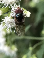 Copestylum vesicularium