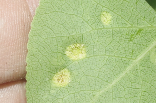 Phyllocoptes didelphis