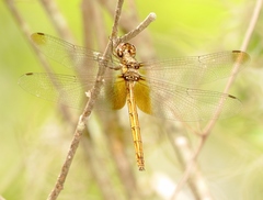 Macrothemis inacuta