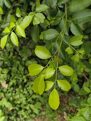 Glycosmis mauritiana