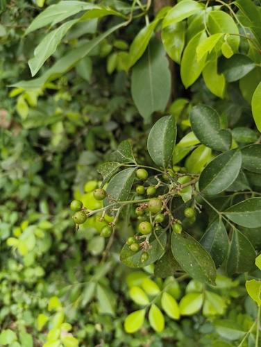 Glycosmis mauritiana, photograph 2