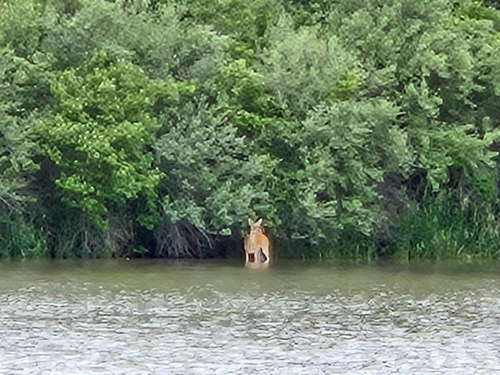 White-tailed Deer