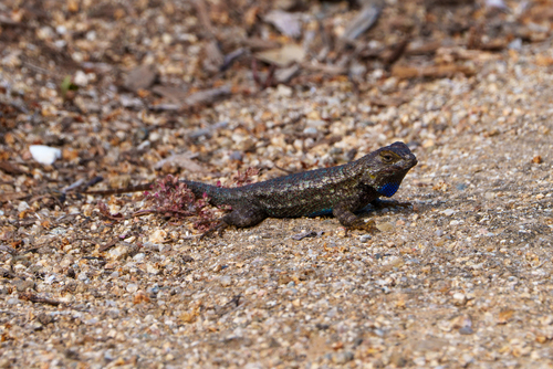 iNaturalist observation photo of Western Fence Lizard
