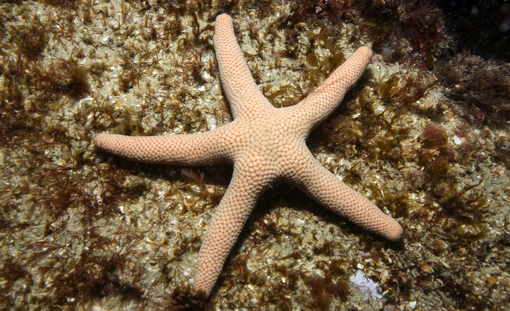Pseudonepanthia