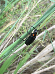 Lytta cribrata