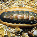 Torre's Chiton - Photo (c) Ron Greer, some rights reserved (CC BY-NC), uploaded by Ron Greer
