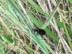 Lytta cribrata