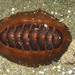 Eudoxochiton - Photo (c) Ron Greer, some rights reserved (CC BY-NC), uploaded by Ron Greer