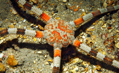 Ophiarachnella ramsayi