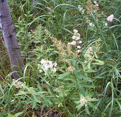 Spiraea alba alba