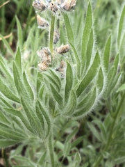 Lupinus covillei