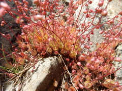 Micranthes bryophora